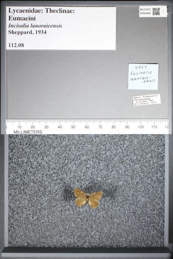 Media type: image;   Entomology 50480